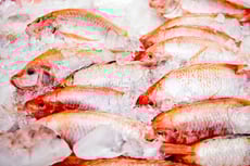 Bunch of raw frozen fish on ice